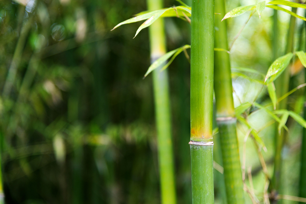 Les Bambous : prévenir l'invasion dans votre jardin