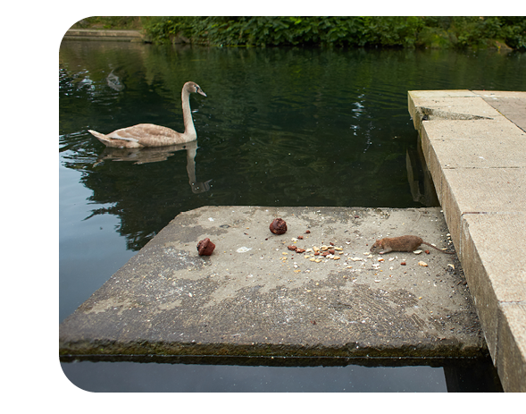 SPW-ARNE-23-30585-Photo site web etang-lm-100724-r13.copy.png