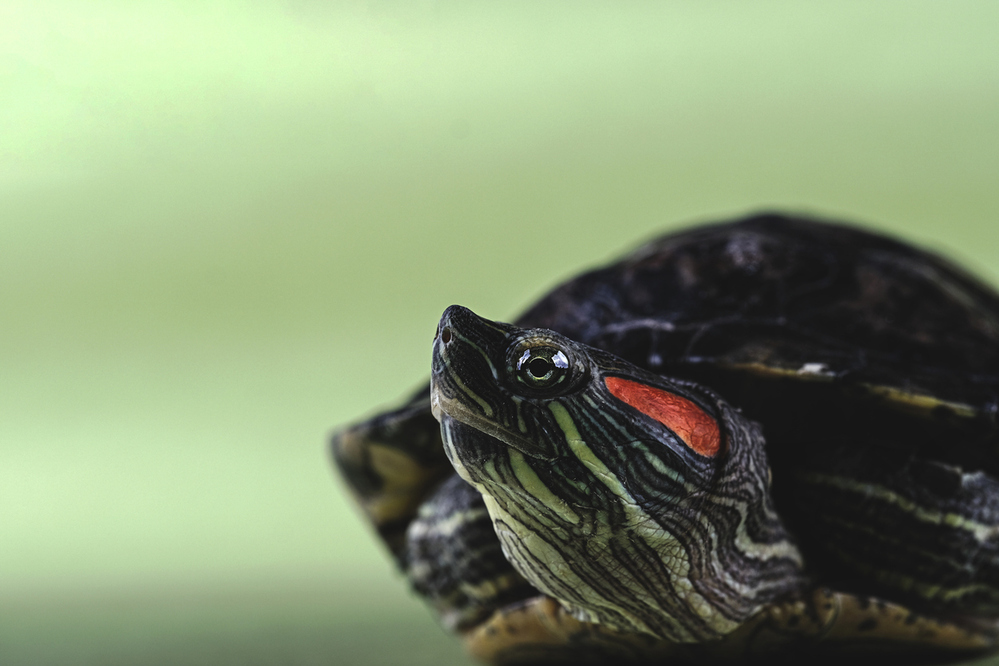 Bien se renseigner avant d'acheter un animal exotique : un engagement pour le bien-être animal