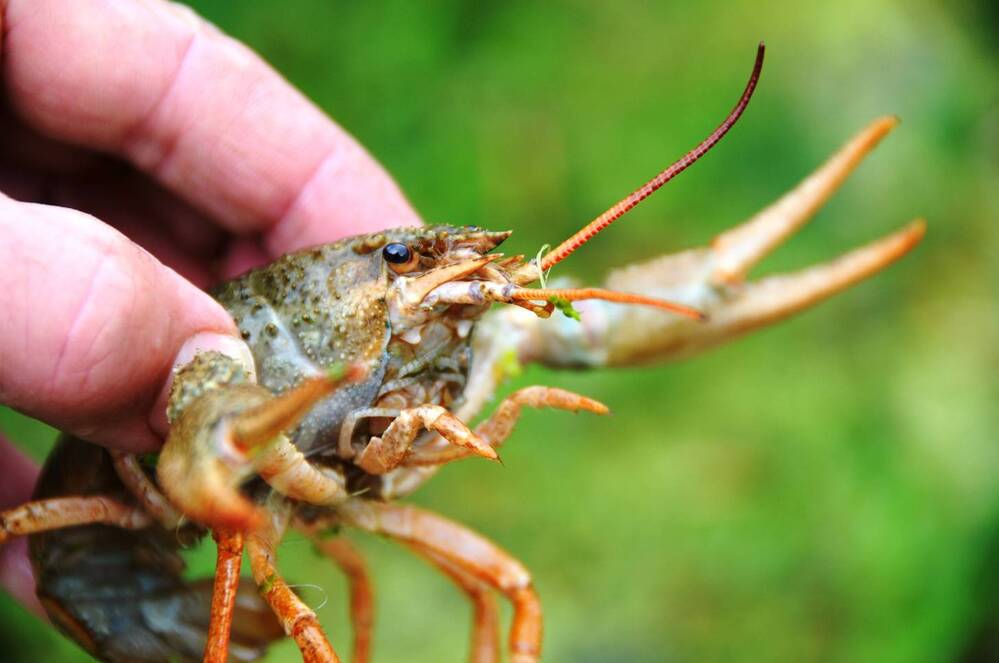 Bewahrung des Gleichgewichts in Gewässern: Warum sollte man keine exotischen Tiere von einem Gewässer in ein anderes umsiedeln?
