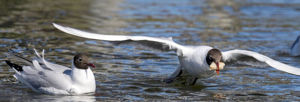 Nourrir les oiseaux des étangs : une autre mauvaise idée !