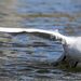 Nourrir les oiseaux des étangs : une autre mauvaise idée !